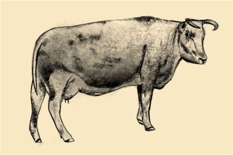 Come Disegnare Una Mucca Momarte