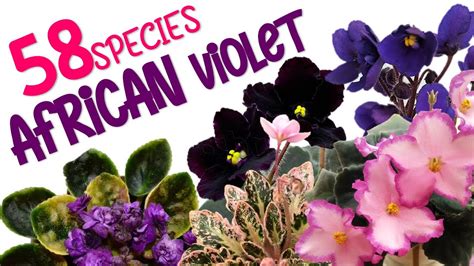 58 AFRICAN VIOLET VARIETIES HERB STORIES YouTube