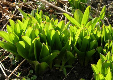 Безвременник осенний | Лекарственные растения