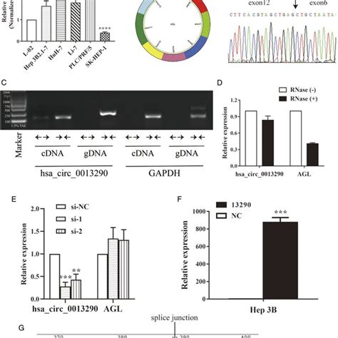 The Relative Expression And Biological Structure Of Hsa Circ