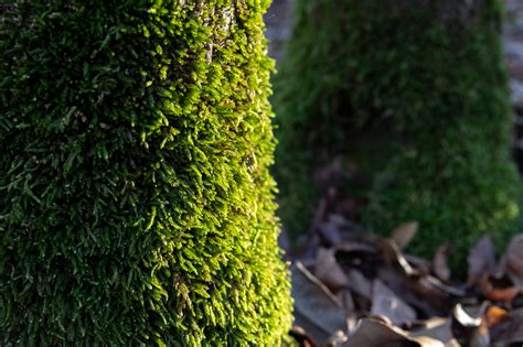 Mosses, Liverworts, and Lichens - Mammoth Cave National Park (U.S. National Park Service)