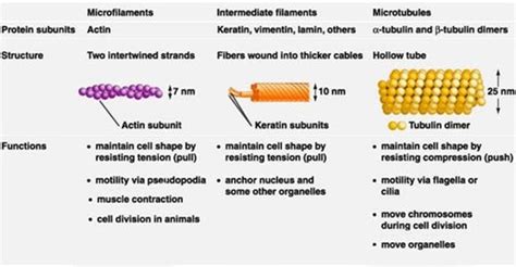 Ch 4 Non Enzymatic Protein Functions Flashcards Quizlet