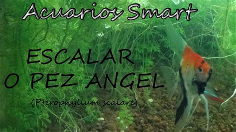 El Escalar O Pez Ngel Pterophyllum Scalare Youtube