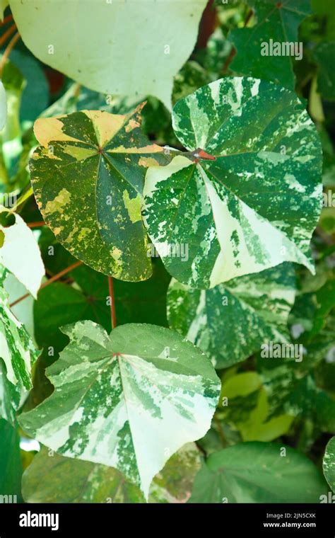 leaf Hibiscus tiliaceus or sea hibiscus or Waru Varigata green leaves ...