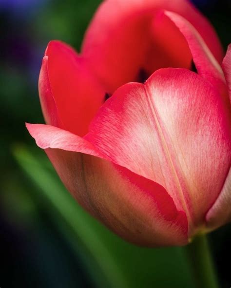 Pin by Вера Родиненко on м.цветочки | Beautiful flowers, Planting ...