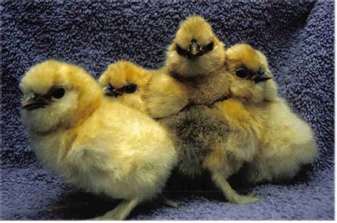 About Silkie Chickens The Fluffy Bantam That Will Win Your Heart