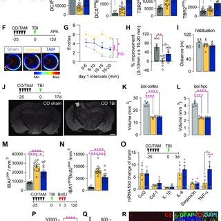 Microglial Bdnf Deficiency Does Not Influence The Dendritic Morphology