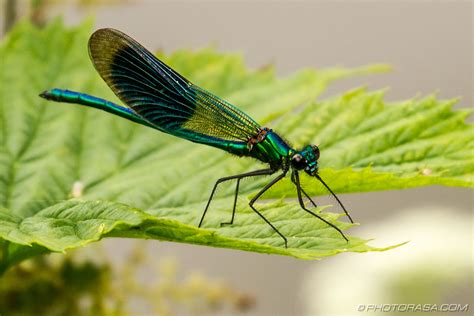 Damselflies Photorasa Free Hd Photos