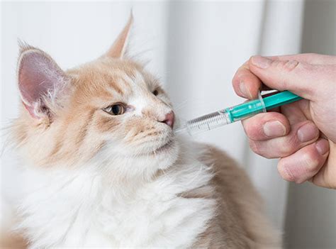 Benadryl for Cats: How Much and How Often? – Innovet Pet