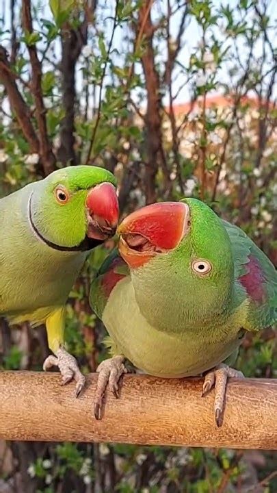 Ringneck Parrot Feeding Alexandrine Parrot Parrot Youtube