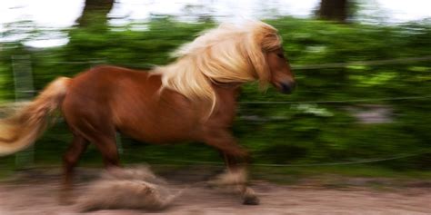 Haflinger Horse Breed Profile - Color, Temperament & Price | Helpful Horse Hints