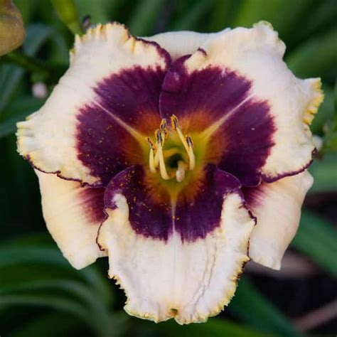 Spring Hill Nurseries Blackthorne Daylily Flowering Dormant Bare Root