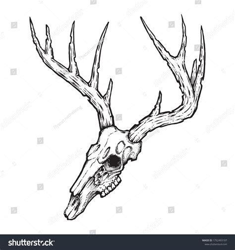 Cool Deer Skull Drawings