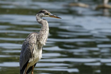 héron cendré Ardea cinerea 22E 9311 Jeune héron au plan Flickr