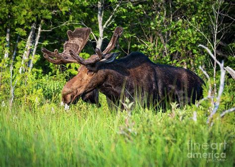 Bull Moose - Allagash, Maine Photograph by Jan Mulherin