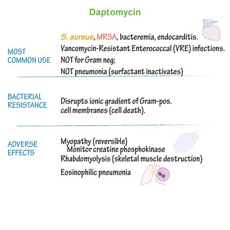 Immunology Microbiology Glossary Daptomycin Ditki Medical