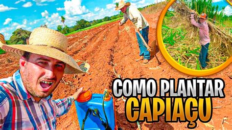 PROCESSO E PROCEDIMENTO DE COMO PLANTAR CAPIM CAPIAÇU YouTube