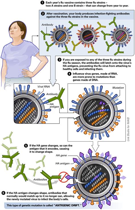 Illustration Of Antigenic Drift In Influenza Virus Biology Of Human World Of Viruses