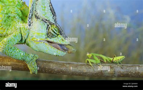 Praying Mantis Eating Lizard