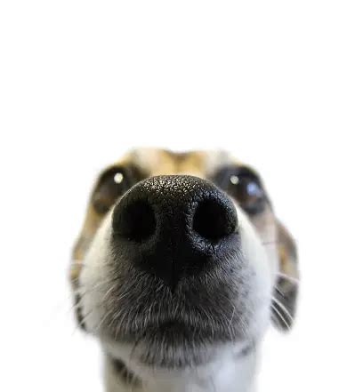 Dog Nose Pictures | Download Free Images on Unsplash