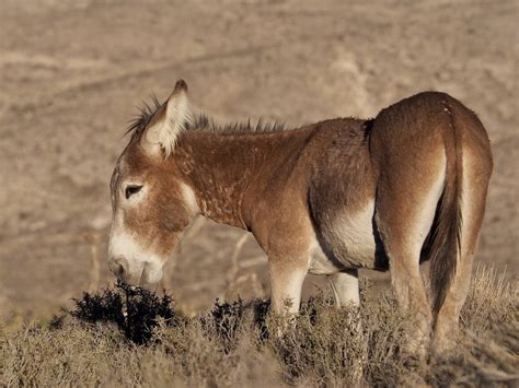 Mammals – Ungulates – Ingrid Taylar Foto