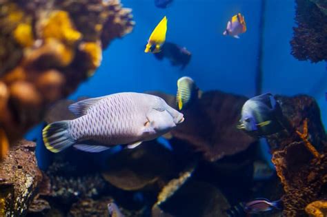 Los Peces Más Raros Y Sorprendentes Del Océano Descubre Sus Secretos