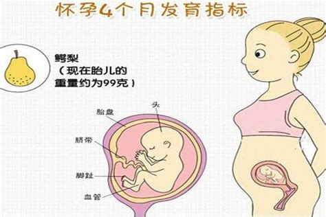 怀孕4个月胎儿图片可爱怀孕4个月胎儿很可爱胎儿在什么位置胎动最多孕妇都说在这里 说明书网