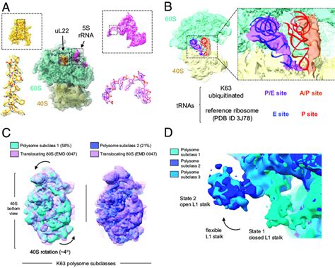 K63 Ubiquitinated Ribosomes Are Captured At Elongation A Structure