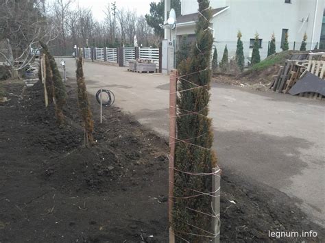 Можжевельник пожелтел | Legnum.info