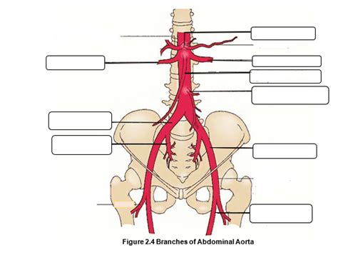 Branches Of The Abdominal Aorta Diagram Quizlet