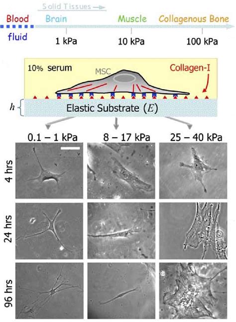 Figure From The Role Of Mechanical Signals In Regulating