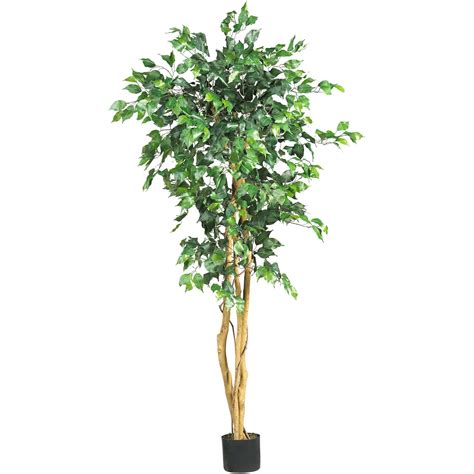 5ft Potted Ficus Tree Michaels