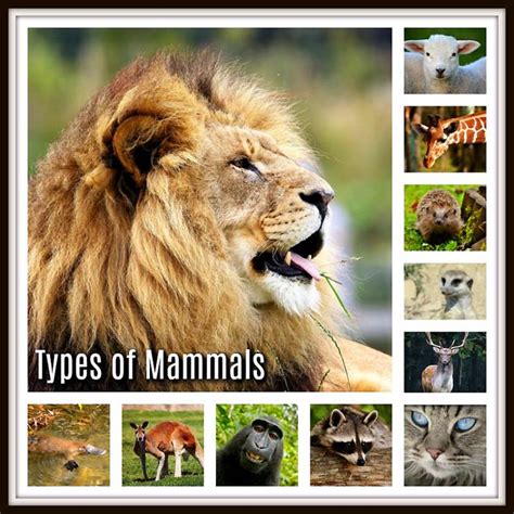 Mammals Vertebrates - Pets Lovers