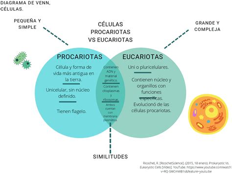 Celula Eucariota Vs Procariota Esquemas Y Mapas Conceptuales De Biología Docsity