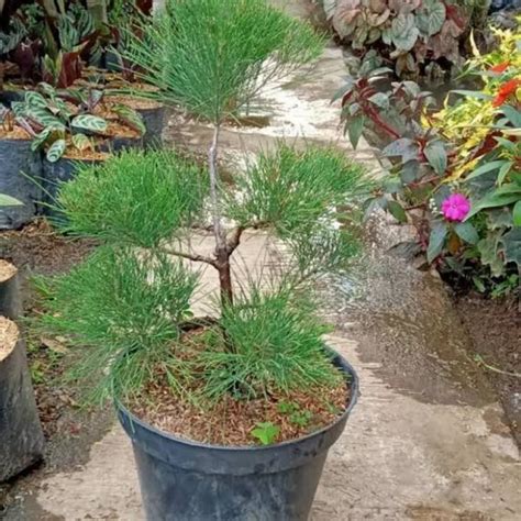 Jual Tanaman Bunga Cemara Udang Casuarina Equisetifolia Bibit Bunga