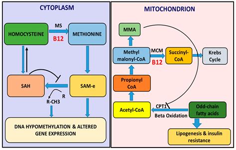 Nutrients Free Full Text Low Vitamin B12 And Lipid Metabolism