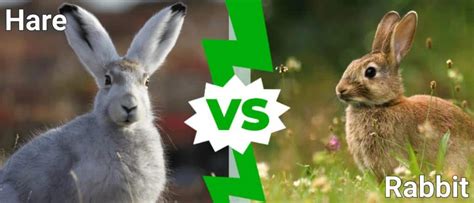 Hare vs Rabbit: What are the Differences?