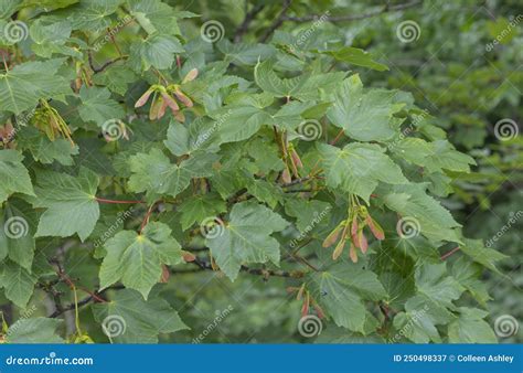 The Developing Seeds of the Sycamore Tree Stock Image - Image of flora ...