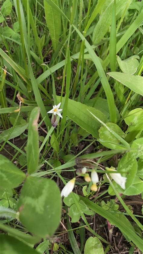 Blue Eyed Grasses From Gifford On May 3 2024 At 04 34 PM By Camille