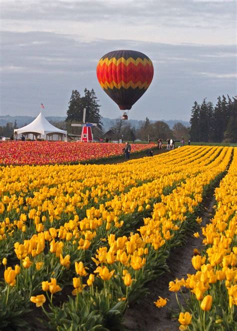 Wooden Shoe Tulip Festival Woodburn Or Hot Air Balloon Tulip Festival