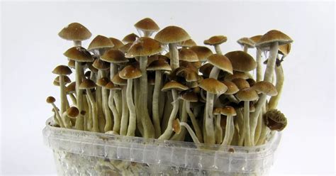 Brits Are Having Amazing Sex Eating Magic Mushrooms To Get Through Covid Lockdown Daily Star