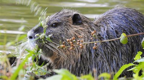 Naturbeobachtungen Das Nutria In NRW 2022 YouTube