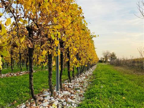 Friuli Venezia Giulia Rauscedo Cantine Aperte A San Martino