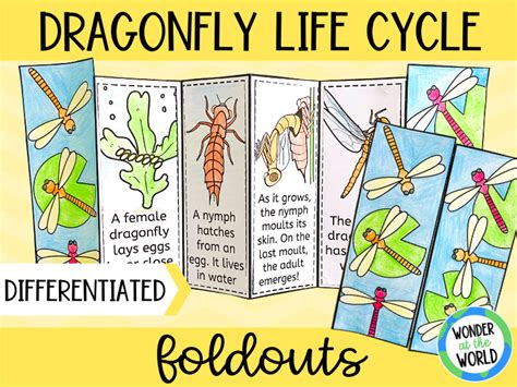 Life Cycle Of A Dragonfly Worksheet