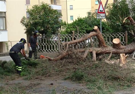 Grosso Ramo Di Pino Cade Su Motociclista Tragedia Sfiorata