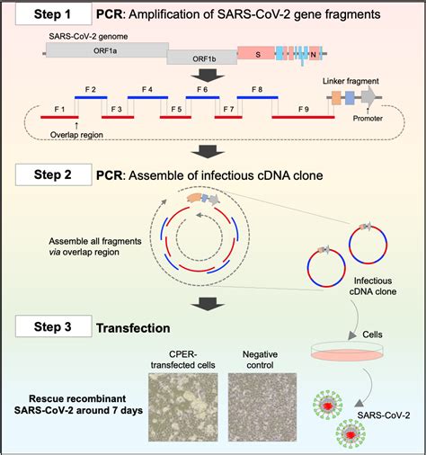 A Novel Quick And Easy System For Genetic Analysis Of SARS CoV 2