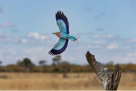 How to Choose the Best Telephoto Lens for Wildlife Photo Adventures