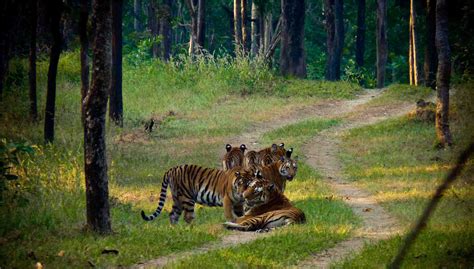 India Has Tigers Home To Per Cent Of Global Numbers Tiger