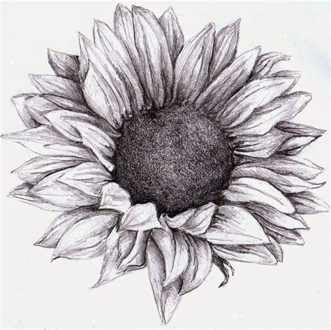 20 Sunflower Drawing Ideas For Beginners Harunmudak