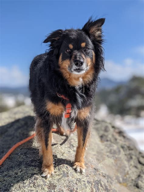 Choosing the right tribute services at Pet Meadows for your friend 14